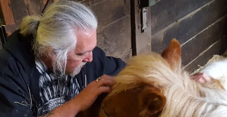 Veteran petting horse