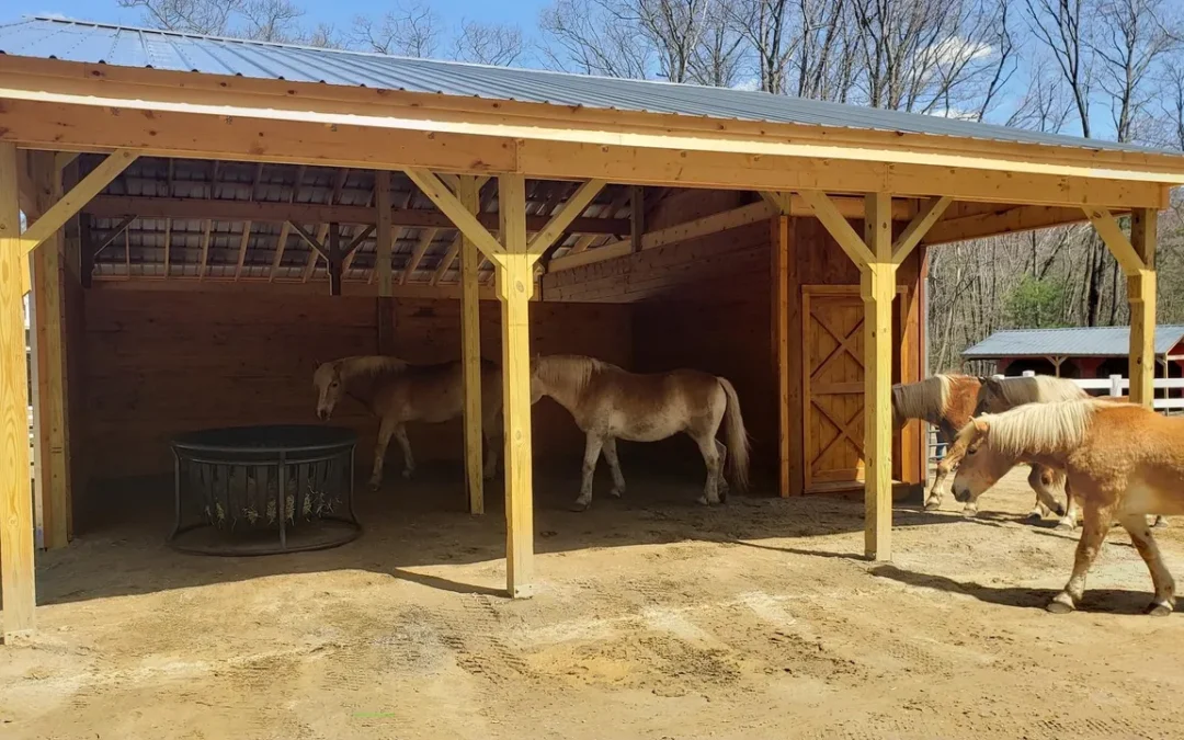 New Paddock Shelter Completed!