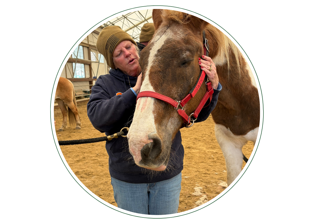 Veteran petting horse